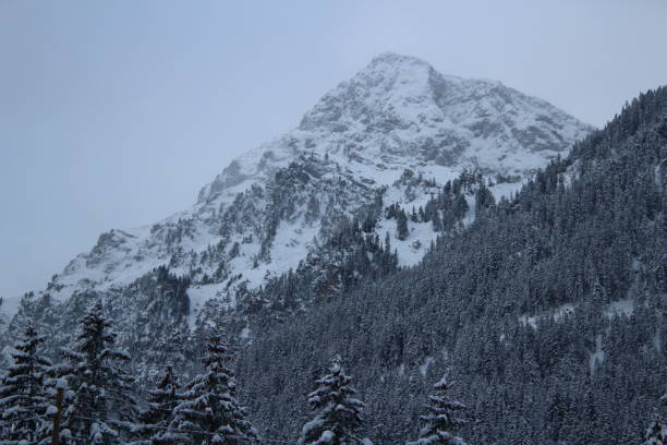 istock Snow-filled pine trees on the mountain 1302681398
