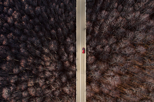 View from above, stunning aerial view of a red car running along a road flanked by a beautiful forest. Sardinia, Italy.