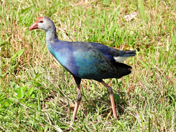 istock Grey-headed Swamphen (Porphyrio poliocephalus) walking in the Florida wetlands 1302682145
