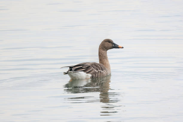 istock a bean goose on winter lake 1302682491
