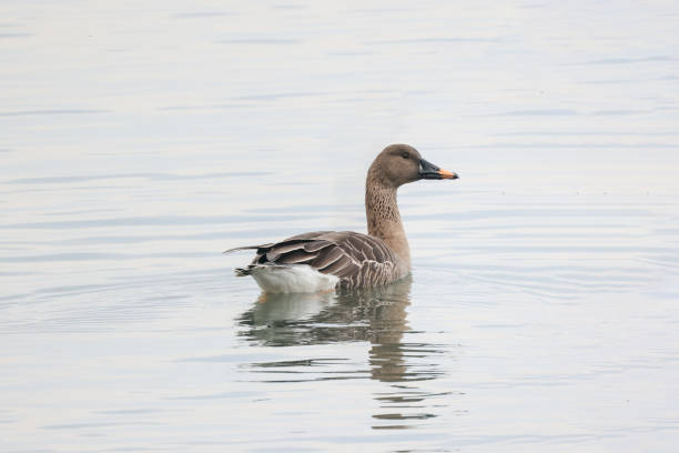 a bean goose on winter lake Pictured a bean goose on winter lake. anser fabalis stock pictures, royalty-free photos & images