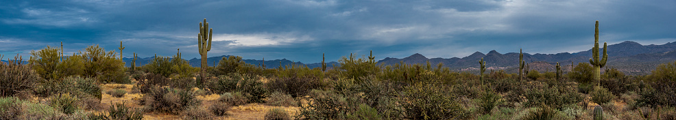 Desert landscape with juniper bushes and saguaro cacti found on the hiking trails in Tonto National Forest in Rio Verde, Arizona.