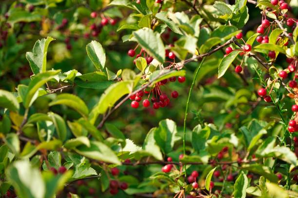 istock snowball bush with red berries and green leaves 1302682819
