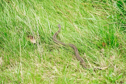 adult crossed viper winding in grass