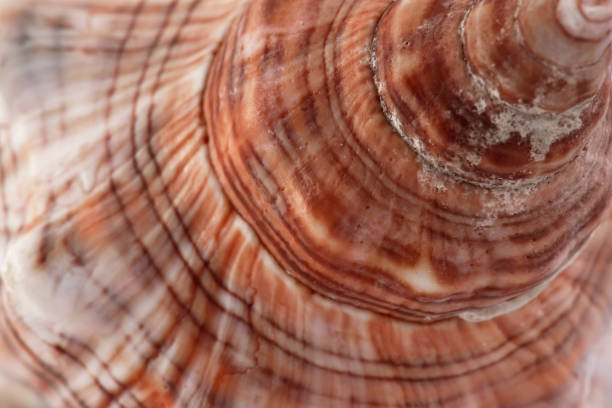 istock white with brown spots seashell with spiral, macro, close-up, isolate on a white background 1302684092