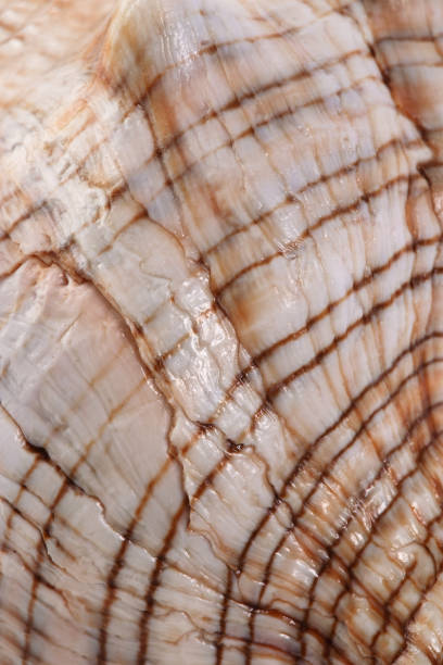 istock white with brown spots seashell with spiral, macro, close-up, isolate on a white background 1302684094