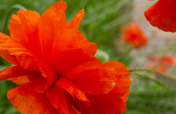 нежный красный цветок мака. красивые майские контрасты. создайте настроение. в саду цветут маки. цветущий ярко-красный мак, текстурированна - poppy pink close up cut flowers стоковые фото и изображения