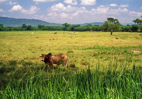 Cattle in a farm, Yaracuy state, Venezuela