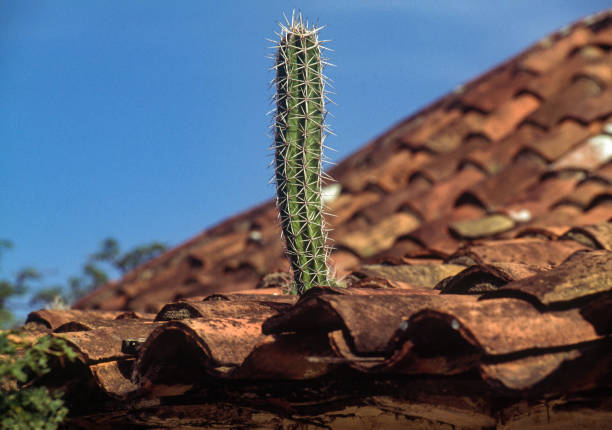 Cactus growing on tile roof of rustic house, Falcon state, Venezuela