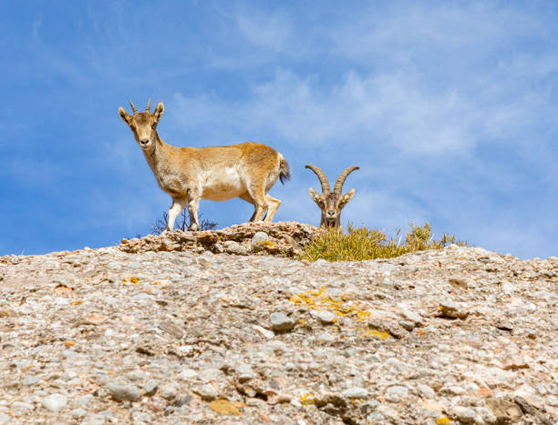 istock Capra pyrenaica hispanica - Montserrat 1302685058