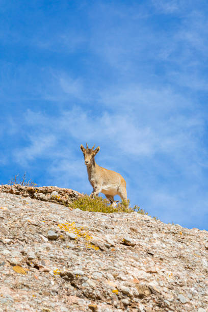 istock Capra pyrenaica hispanica - Montserrat 1302685746
