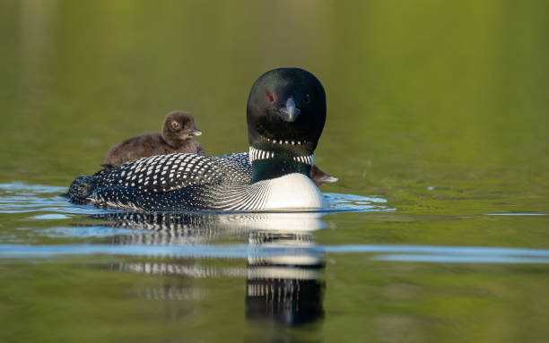 istock Common Loon in Maine 1302689115