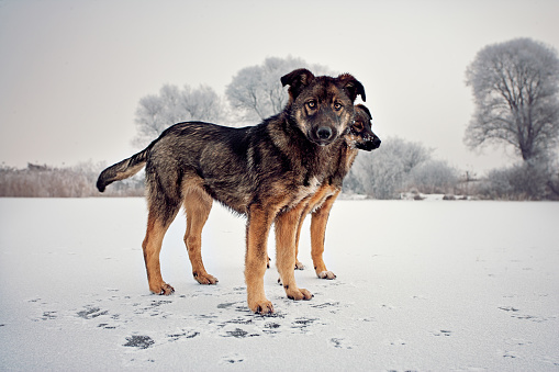 Portrait of curios little dogs walking on the frozen lake