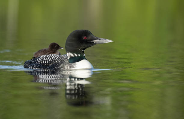 istock Common Loon in Maine 1302689125