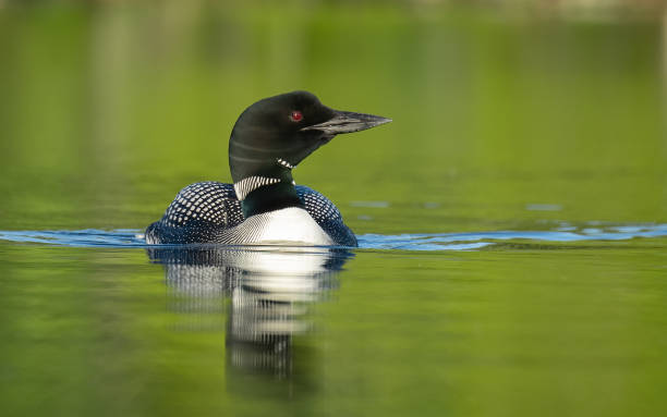 istock Common Loon in Maine 1302689153