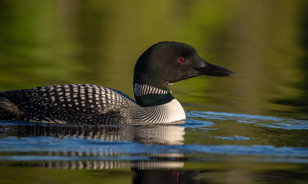istock Common Loon in Maine 1302689259