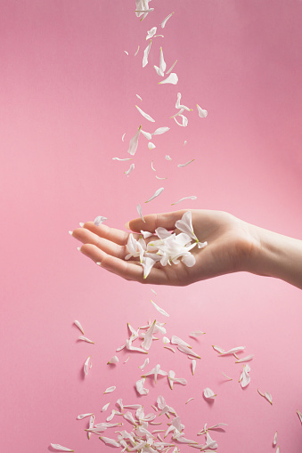 On a pink background, delicate white petals fall on a woman's hand and on the surface below. Minimalist concept.