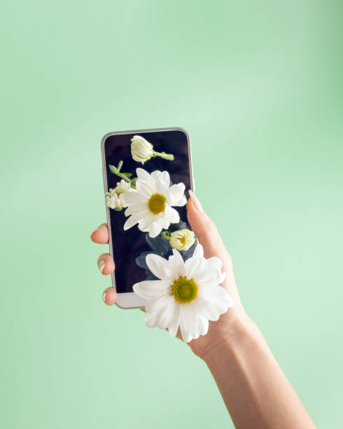 istock Hand holding a phone from which white flowers grow. Creative concept. 1302691741