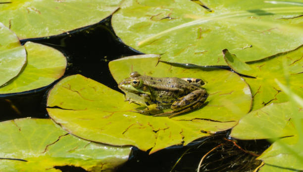 istock Frog sitting on green Pond Leaves 1302691880