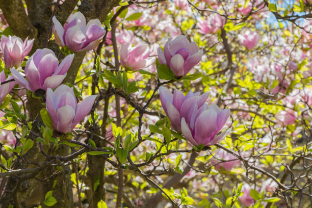 beautiful magnolia tree - plant white magnolia tulip tree imagens e fotografias de stock