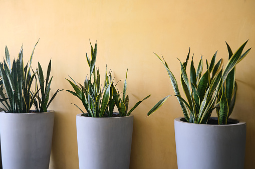 Snake Plant, Sansevieria  in modern cement gray pots against yellow wall decorated inside building, Houseplants in pots. Green natural decor for home, Air Purifying Plants to clean the air concept
