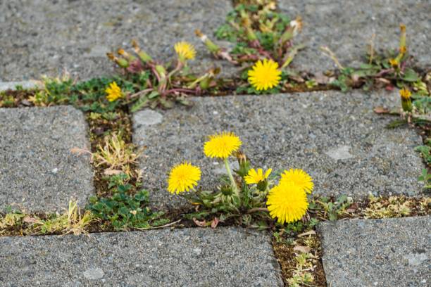 Dandelion Flowers in the City