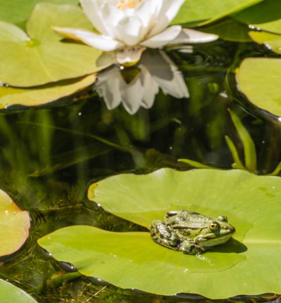 istock Frog in Front of white Waterlily 1302693018