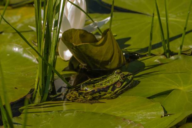 istock Frog in natural Pond 1302693030