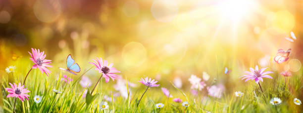 istock Abstract Defocused Spring - Purple Daisies And Butterfly On Grass In Sunny Field 1302696641