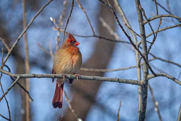 Female red cardinal, (Cardinalis cardinalis), cardinal bird female. A female cardinal in the boreal forest. northern cardinal photos stock pictures, royalty-free photos & images