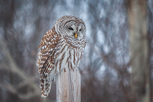 A striped owl in winter in the north.