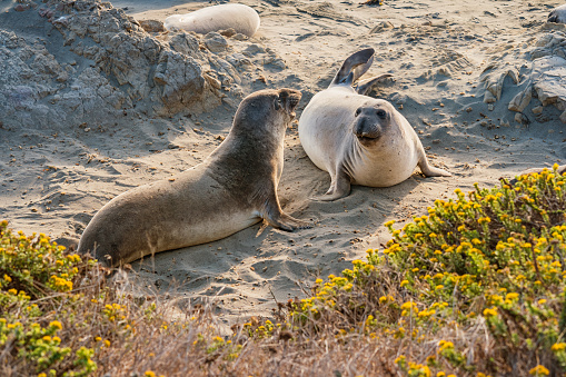 Stock photograph of two male elephant seals fighting at Point Piedras Blancas, San Simeon, Big Sur, California, USA.