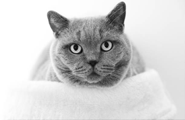istock British shorthair 1302701060