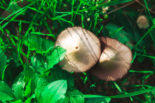 istock Mushrooms growing in the grass 1302701480
