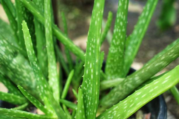 istock Aloe vera plant close-up 1302702176