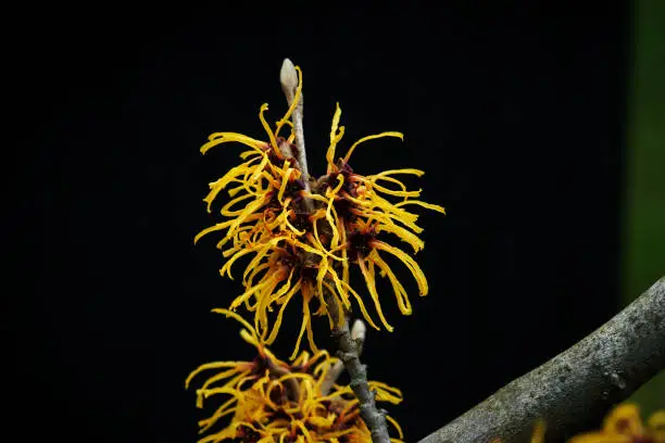 Hamamelis mollis close-up of a chinese witch hazel in a park in cologne in february