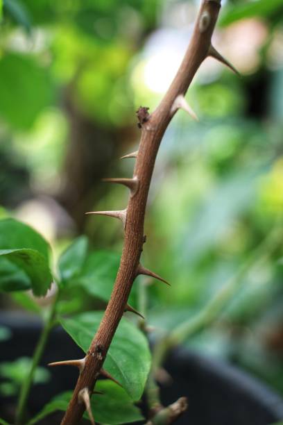 istock Macro photo of rose stem thorns 1302702206