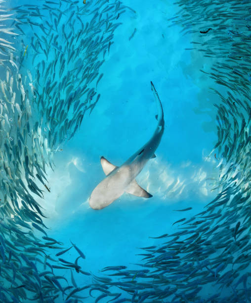 istock Shark and small fishes in ocean 1302703317