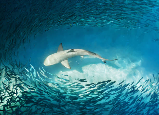 istock Shark and small fishes in ocean 1302703914