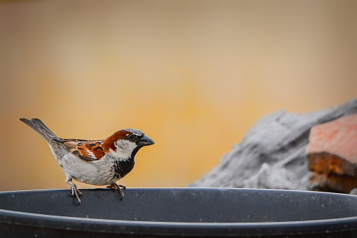 Male house sparrow bird at a window bird feeder eating sunflower seed hearts