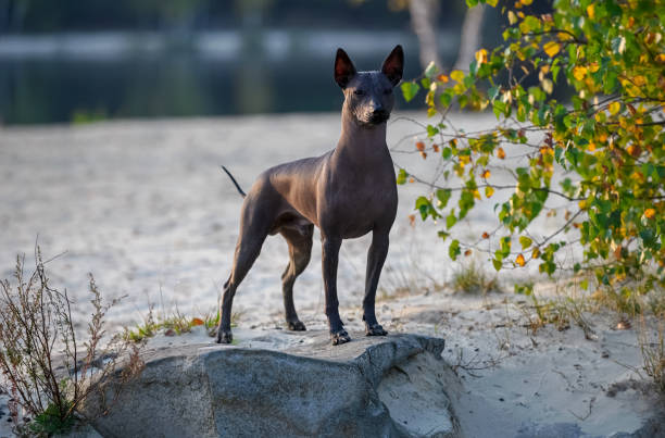 Xoloitzcuintle (Mexican Hairless Dog) standing on stone at sunset against beautiful natural landscape magnificent Xoloitzcuintle (Mexican Hairless Dog) standing on stone at sunset against beautiful natural landscape landscape nature plant animal stock pictures, royalty-free photos & images