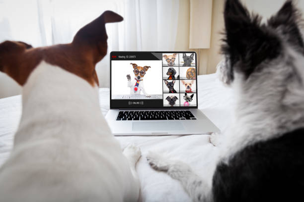 istock dog having an online meeting video conference 1302705351