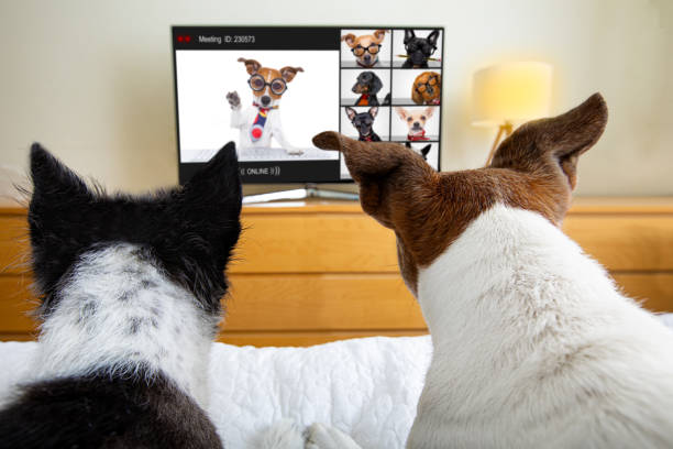 istock dog having an online meeting video conference 1302705366