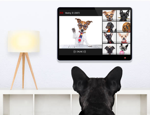 istock dog having an online meeting video conference 1302705387