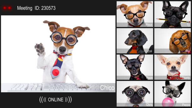 hund mit einer online-meeting-videokonferenz - medium group of animals fotos stock-fotos und bilder