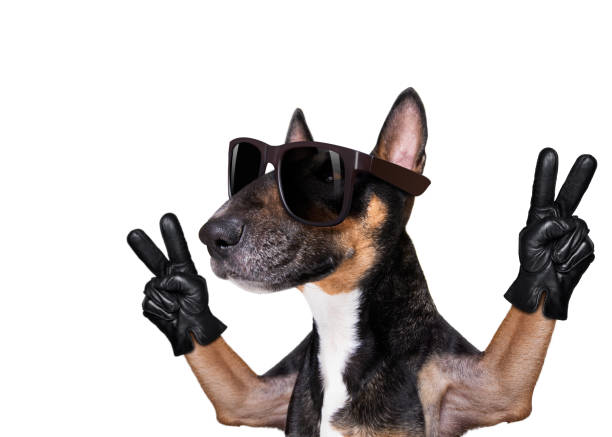istock dog victory and peace fingers 1302705408