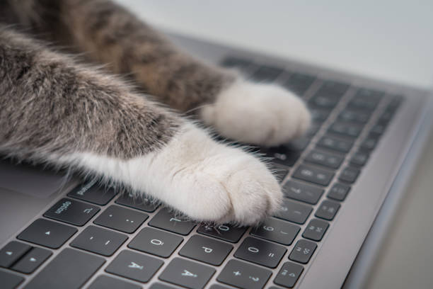 Cat working on computer. Cat paws on a laptop keyboard typing text. High quality photo