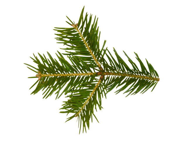 istock green pine branch isolated on white background 1302706457