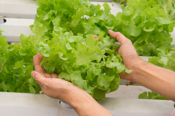 istock Female hand holding salad vegetable in hydroponics farm. 1302708168