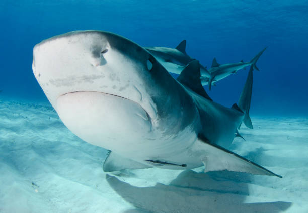 istock Tiger Shark Swimming Close By 1302709504